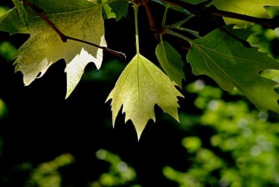 Platanus x hispanica 'Suttneri' - platan javorolistý - list